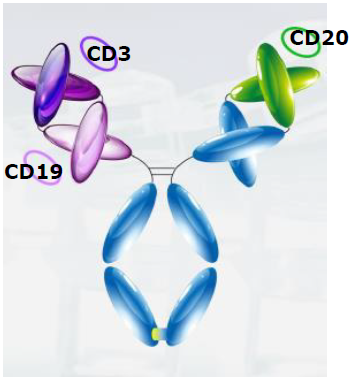 3亿美元预付款：恩沐生物CD3/CD19/CD20三抗授权给GSK，博锐生物拥有大中华区权益